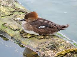 Ilustrační obrázek článku - Domácí úkol z ČP - 6. ročník