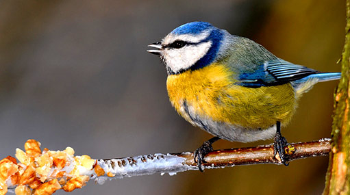 Ilustrační obrázek článku - ČP - test - 6. ročník - ZMĚNA TERMÍNU!