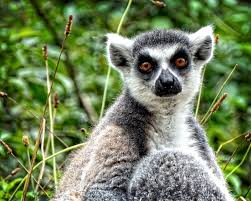 Ilustrační obrázek článku - ČP - test - 6. ročník