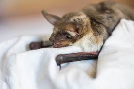 Ilustrační obrázek článku - ČP - video BBC dokument