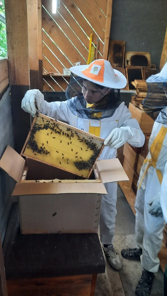 Ilustrační obrázek článku - Včelařský kroužek