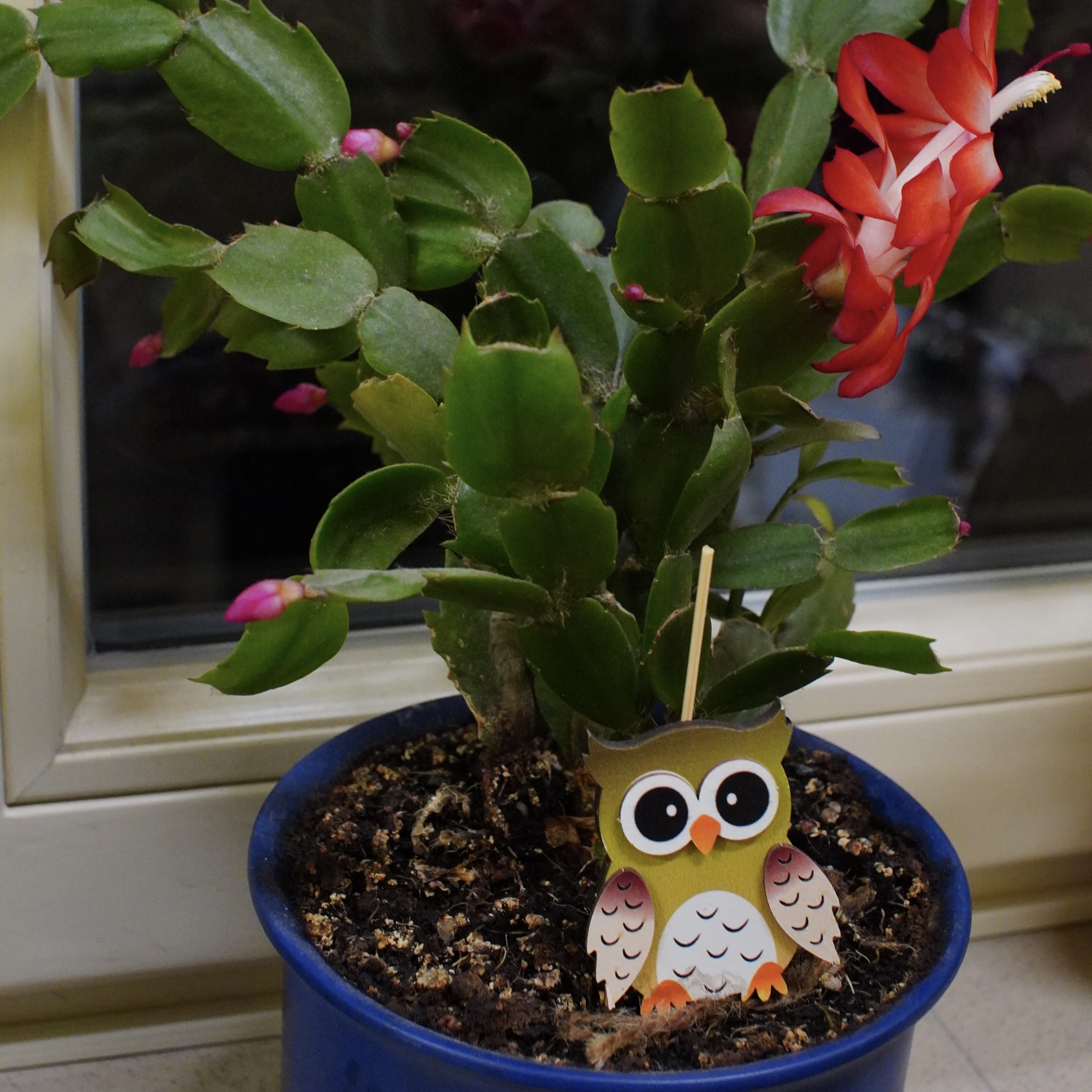 Ilustrační obrázek článku - Vánoční trhy 122025