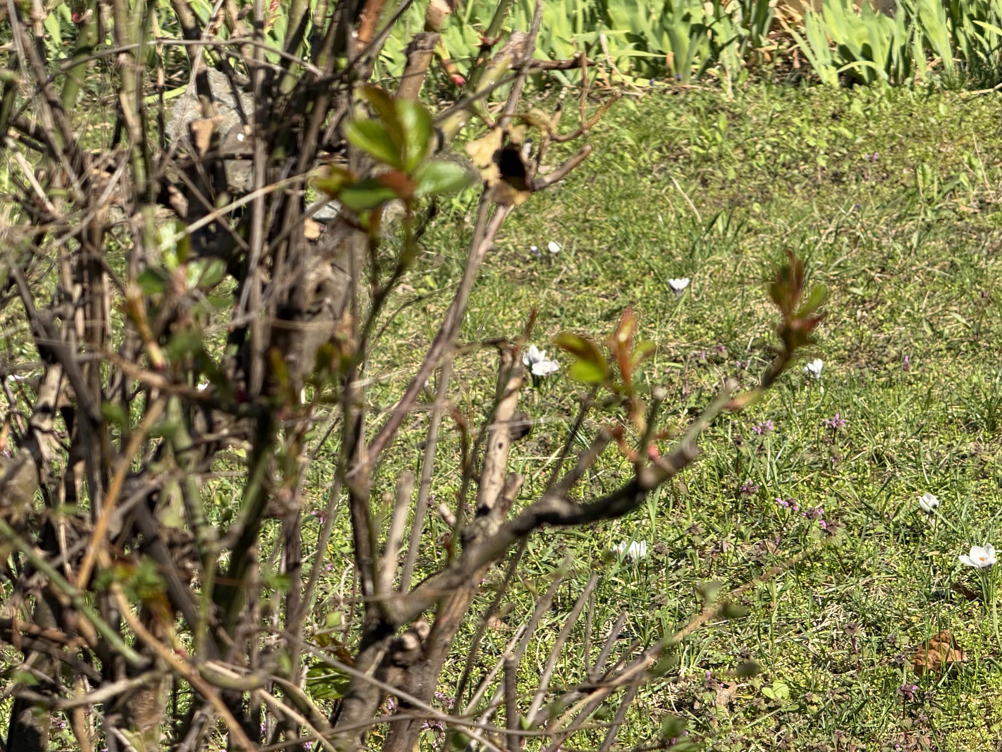Ilustrační obrázek článku - Projekt Krokus - 5. ročník